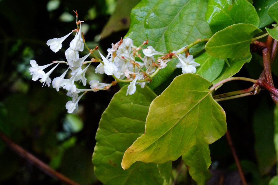 Fallopia baldschuanica / Poligono del Turkestan